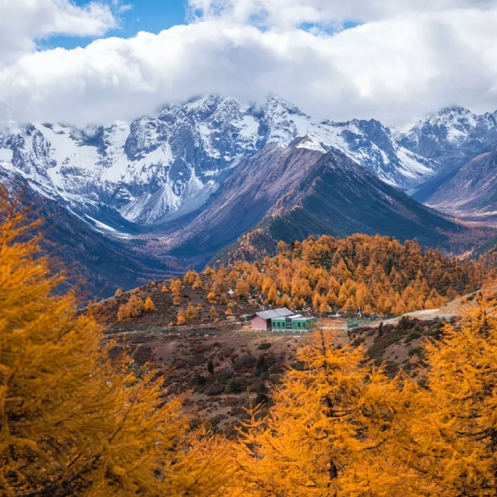 Baimang Snow Mountain 1 在 白马雪山,金黄林海铺展山间,远处雪峰巍峨,云雾缭绕,呈现出层次丰富的高原秋冬景观。