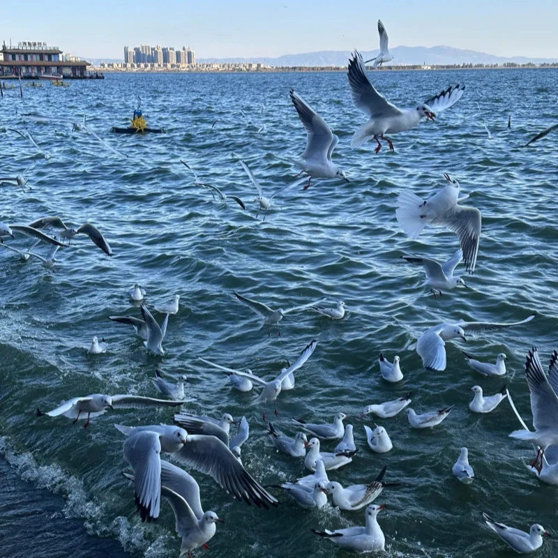 Dianchi Lake in Kunming 2 昆明滇池湖面上成群海鷗飛翔覓食,白色鳥群在藍色湖水上盤旋,遠方可見城市建築與湖岸景色。