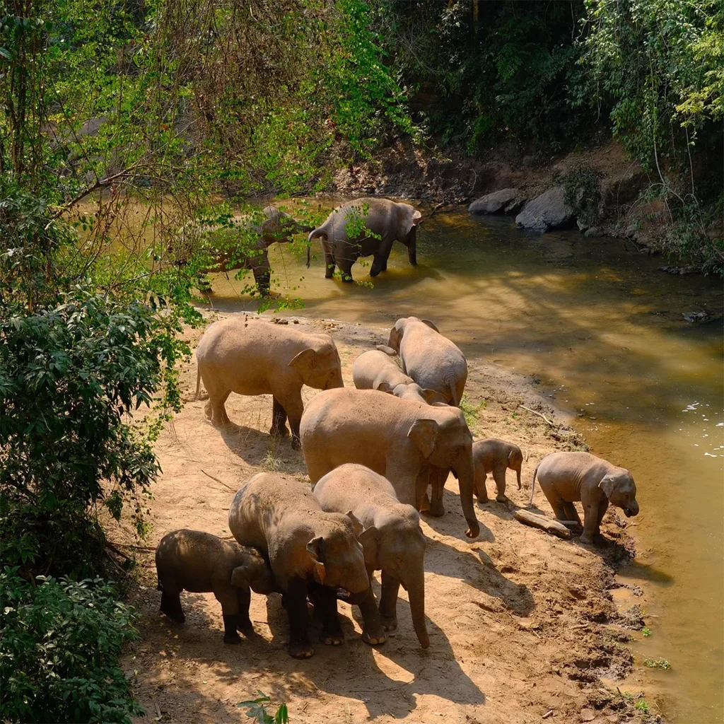 Wild Elephant Valley Scenic Area 在 西雙版納野象谷 的河岸邊,一群亞洲象在林間活動與飲水,包含幼象與成象,呈現自然棲息環境中的生態畫面。