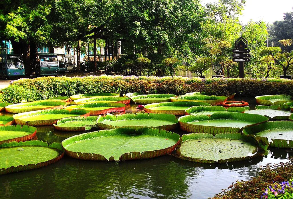 Xishuangbanna Flower Garden