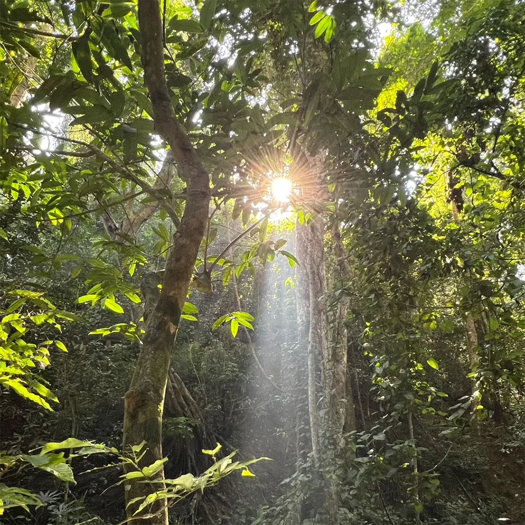 primeval forest park 金色陽光穿透西雙版納熱帶雨林濃密的綠色樹冠,營造出一種神祕而空靈的氛圍。