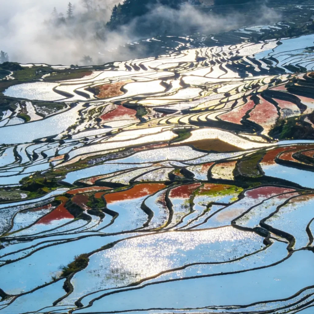 Aicun Terraced Fields2 雲南愛村梯田清晨景觀,層層梯田沿山坡蜿蜒延展,水面在陽光照射下閃耀銀色與金色光芒,田埂曲線交織成壯麗圖案,遠方雲霧與山林環繞,呈現愛村梯田壯觀而細緻的自然農耕景色。