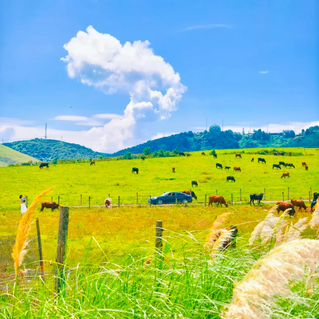 Dongshan Grassland 東山草場廣闊草原景觀,青翠草地上牛群悠閒覓食,遠處丘陵與藍天白雲相映成景,遊客在草原道路旁欣賞自然風光,展現東山草場遼闊寧靜的高原牧場景致與自然生態魅力。