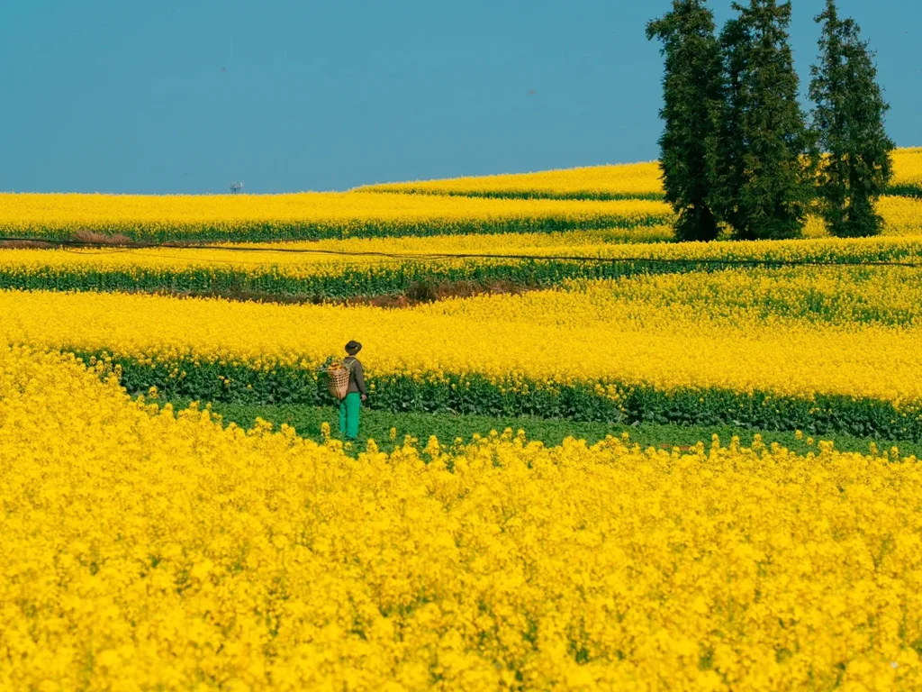 Jietou rapeseed flowers 3 騰衝界頭油菜花田的經典田園風景,層層梯田鋪成金色波浪,農夫的身影點綴其間,宛如一幅春日油畫。