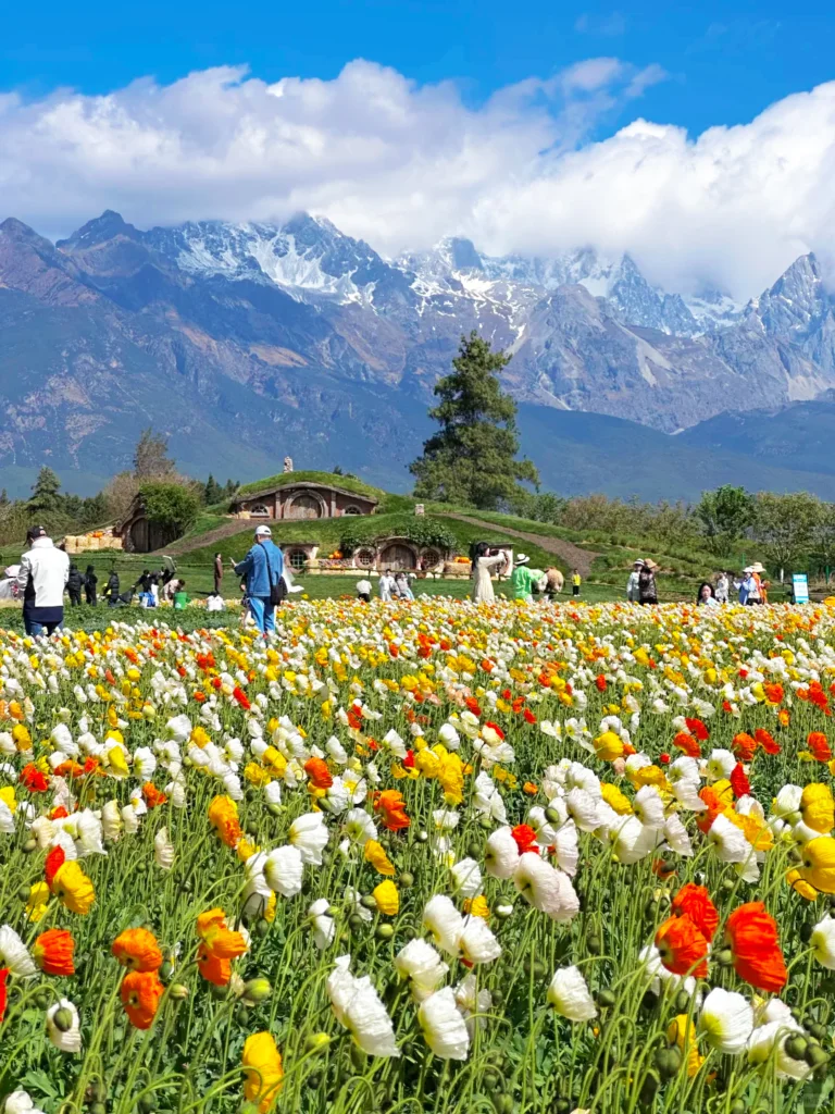 Spring Scenery in Lijiang 3 麗江春季花海景色,遊客漫步花田,背景為玉龍雪山。