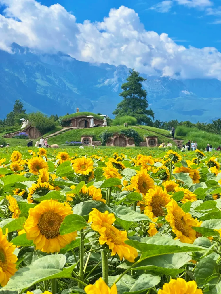 Summer Scenery of Lijiang 3 麗江夏季向日葵花海與田園山景。