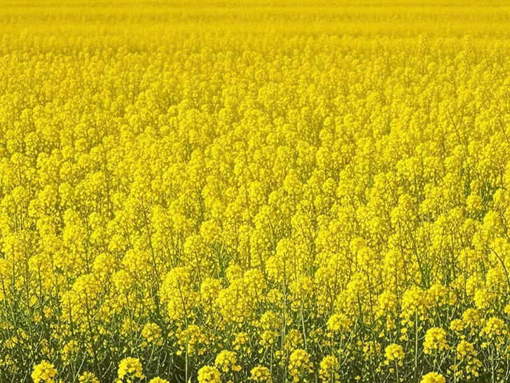 Jietou rapeseed flowers 2 騰衝界頭的萬畝油菜花田,盛開時鋪成一望無際的金色地毯,是春日限定的壯觀花海奇景。