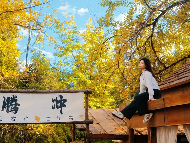Outfit 8 騰衝銀杏村的木棧平台打卡點,坐在原木屋頂上,被金黃銀杏與藍天環繞,是秋日限定的療癒畫面。