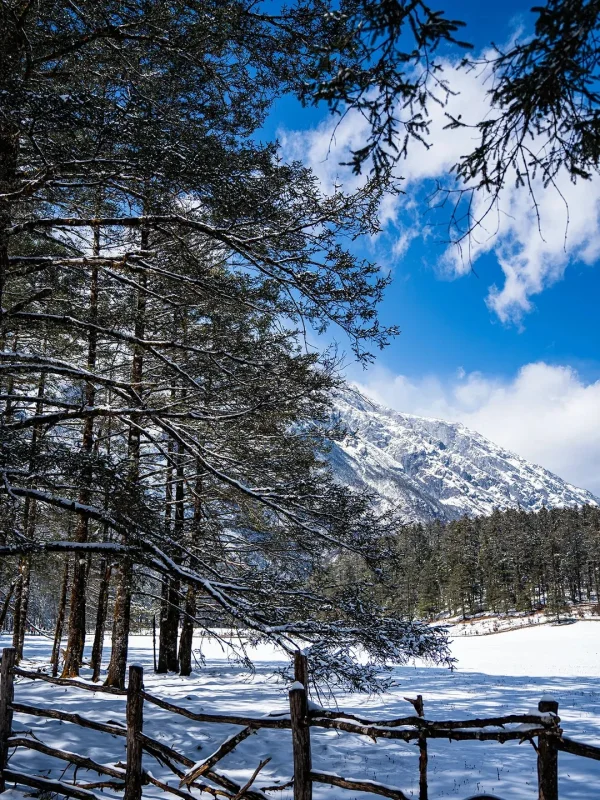 Lijiang Winter Scenery 麗江冬季雪林與遠山景色。