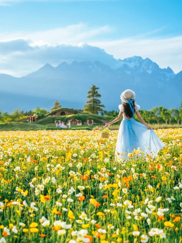 Summer Scenery of Lijiang 4 rlu9ym2ctmcqkzuuqayzj4qq32t70she1zkywzdphc 遊客在麗江夏季花田中漫步,遠處是雪山景觀。