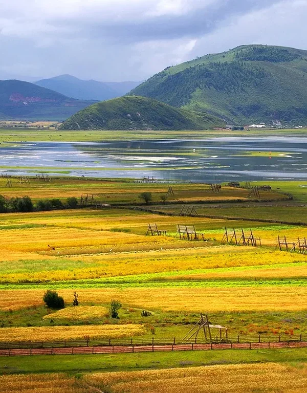 shangri la autumn farmland lake highland landscape rmdcsam5rty55cfa447epowurt2l4fq5ir1ykmd5og 香格里拉秋季農田與湖泊高原風景