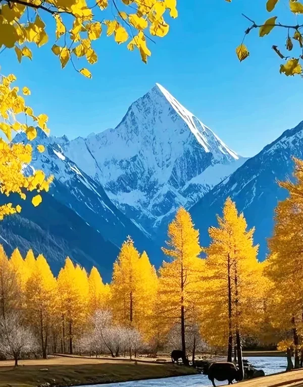 shangri la autumn forest path snow mountain scenery 香格里拉秋季金色樹林與雪山背景畫面