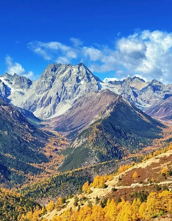 shangri la autumn mountain forest snow peak landscape rmdcju2g9id8nopnigka9triayrnui54cvon2ywpog 香格里拉秋季雪山與金黃色森林自然風景