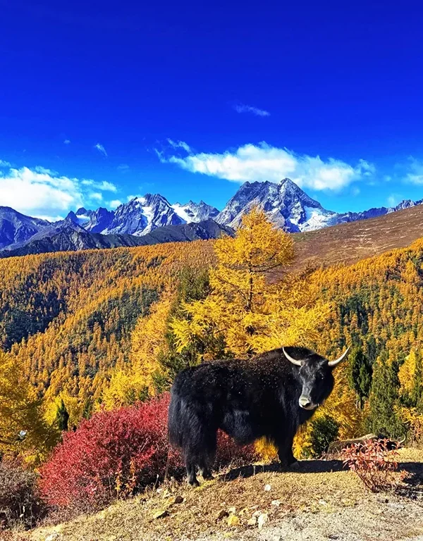 shangri la yak autumn forest grassland scenery 香格里拉秋季牦牛與金色森林草原景觀